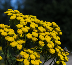 commontansy250w