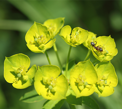 leafy spurge 250w