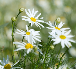 scentless chamomile250