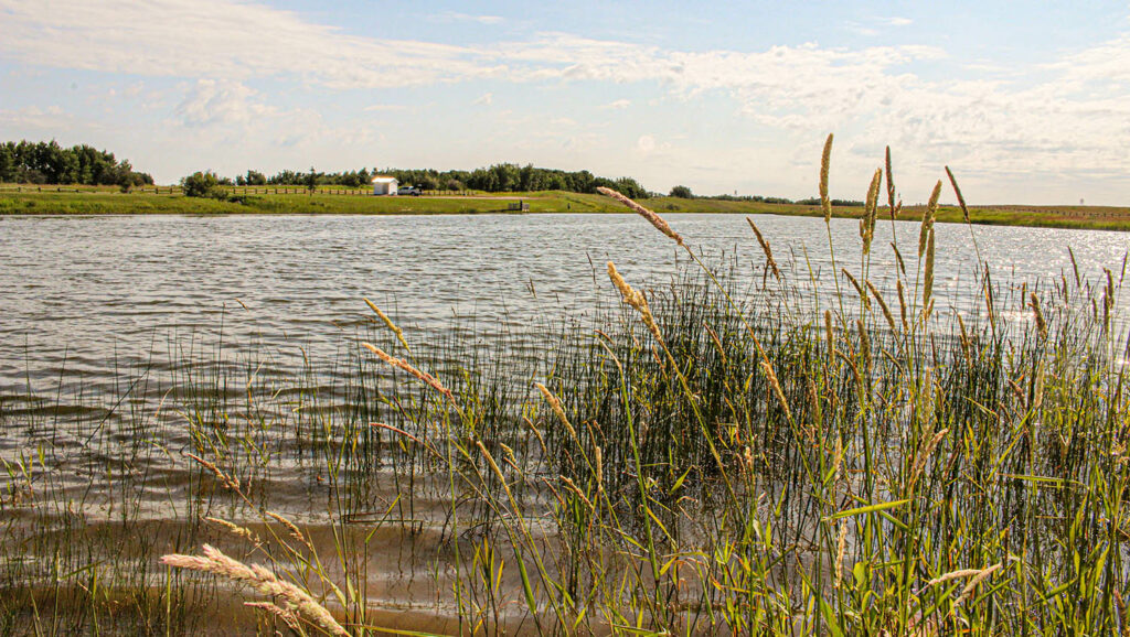 Reids and cat tails in foreground with pond and shore in background