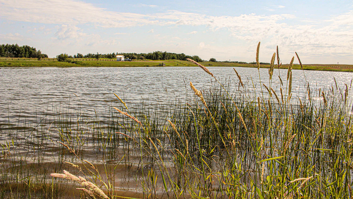 diplomat trout pond