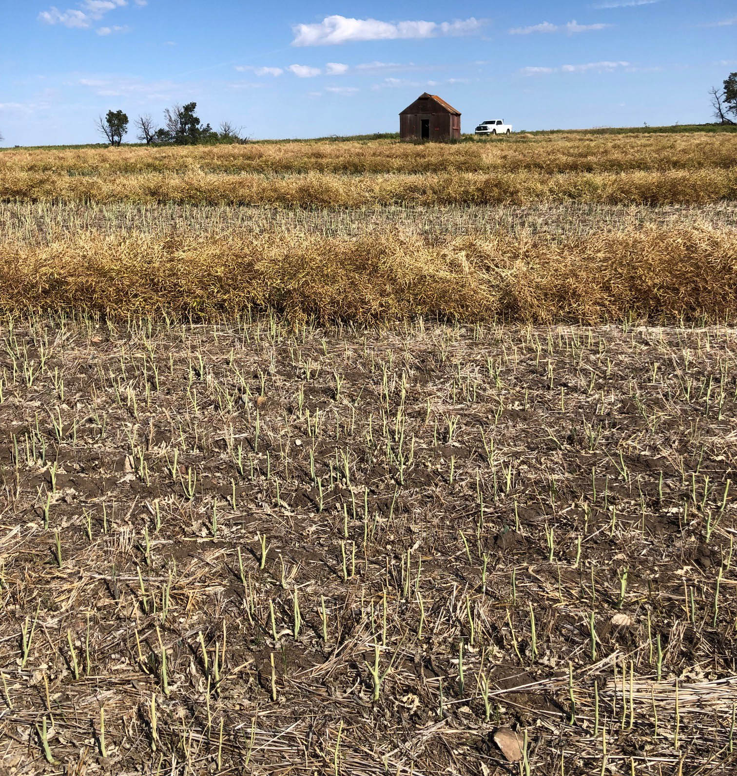 swathing